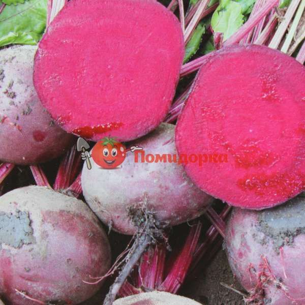 Свекла ЗЕПО F1 | ZEPPO F1 Rijk Zwaan PR (калибр 2.75-3.5), Фасовка - 100 000 семян