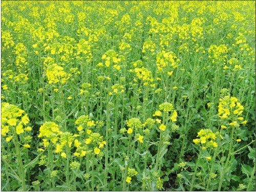 Насіння озимого ріпаку ЕС Сюріель 