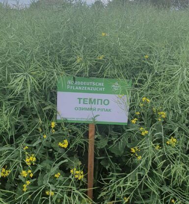 Семена озимого рапса Темпо 