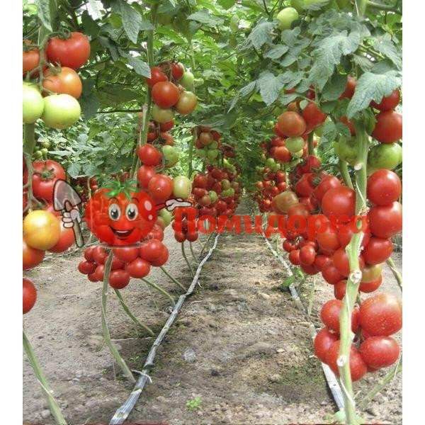 Томат АЙВЕНГО F1 | IVANHOE F1 Rijk Zwaan, Фасовка - 1000 семян