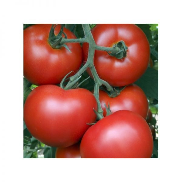 Томат Акела F1 | Acela F1 Clause, Фасовка - 1000 семян