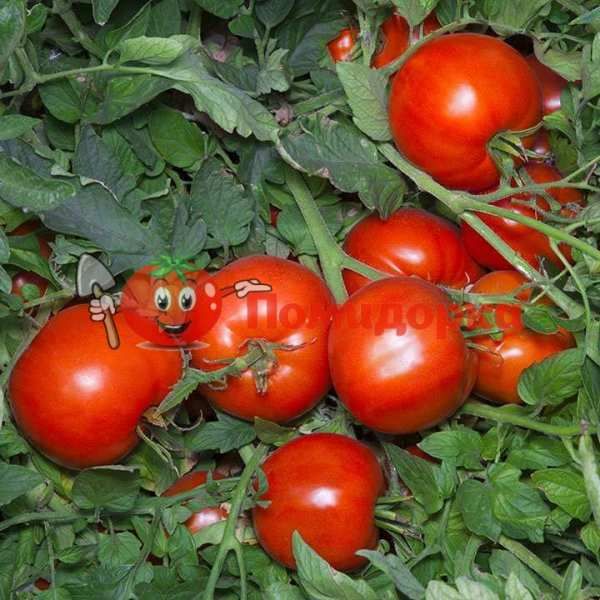 Томат АНИТА F1 | ANITA F1 Kitano, Фасовка - 500 семян