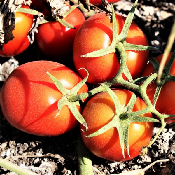 Томат АСТЕРИКС F1 | ASTERIKS F1 Syngenta, Фасовка - 2500 семян