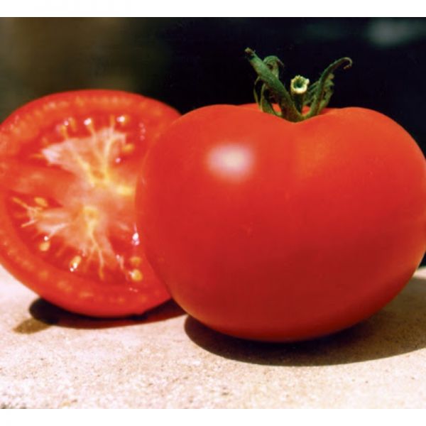 Томат Багира F1 | Bagira F1 Clause, Фасовка - 5 гр