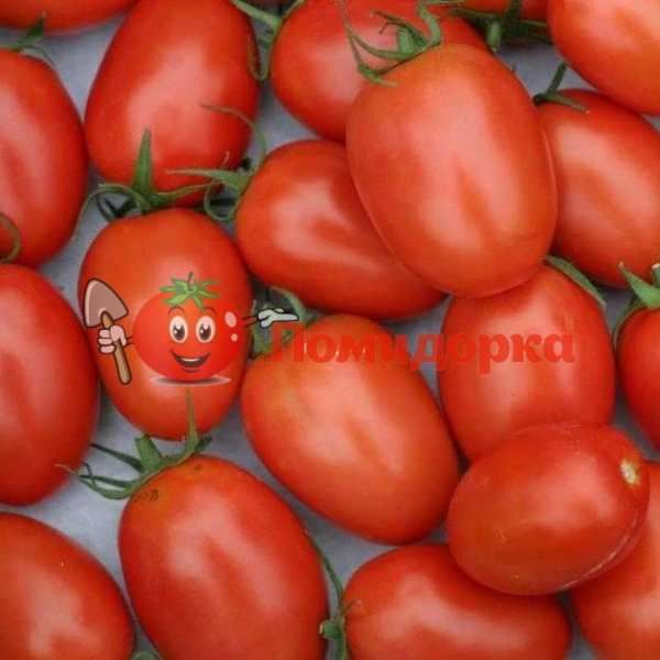 Томат БЕНИТО F1 | BENITO F1 Bejo, Фасовка - 5 грамм