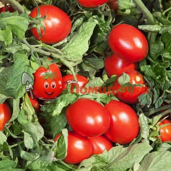 Томат ДЕРИКА F1 ( KS 720 F1) | DERIKA F1 ( KS 720 F1) Kitano, Фасовка - 1000 семян