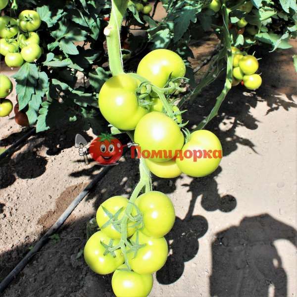 Томат ДОФУ F1 | DOUFU F1 Rijk Zwaan, Фасовка - 1000 семян