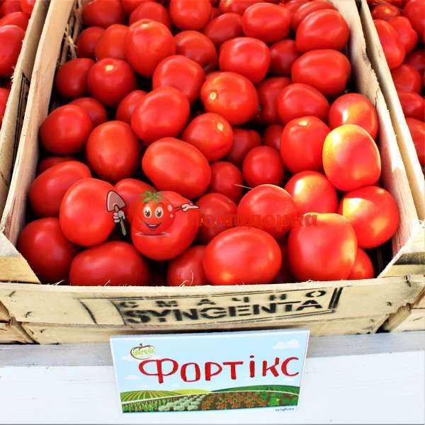 Томат ФОРТИКС F1 | FORTIX F1 Syngenta, Фасовка - 5000 семян