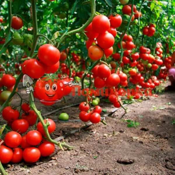 Томат КАБИНЕТ F1 | CABINET F1 Syngenta, Фасовка - 1000 семян