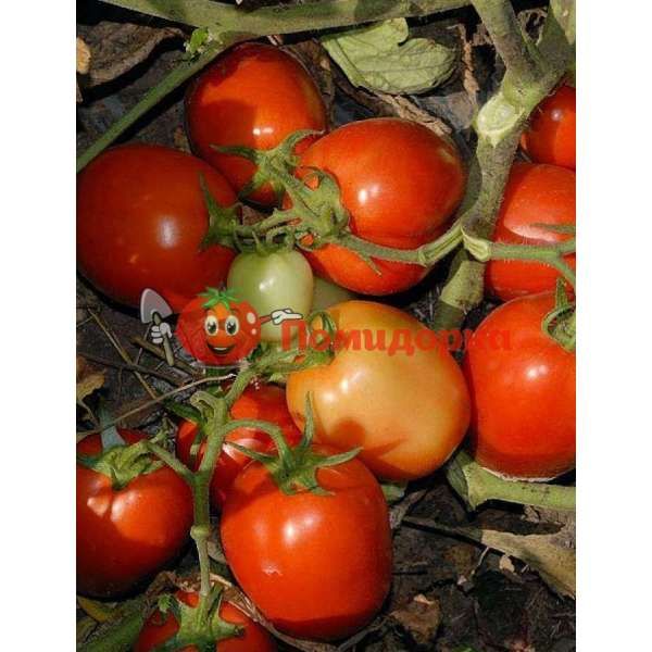 Томат КАВАЛИНО РОССО F1 | CAVALINO ROSSO F1 Seminis, Фасовка - 1000 семян