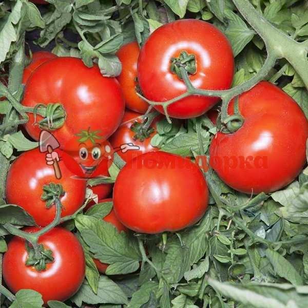 Томат ХАЙД (KS 835) F1| ХАЙД F1 Kitano, Фасовка - 500 семян