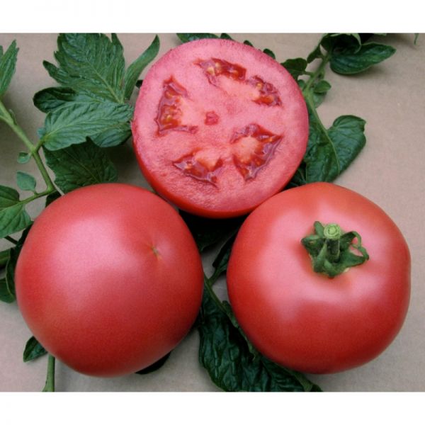 Томат Ханни Мун F1 | Hanni Mun F1 Clause, Фасовка - 250 семян