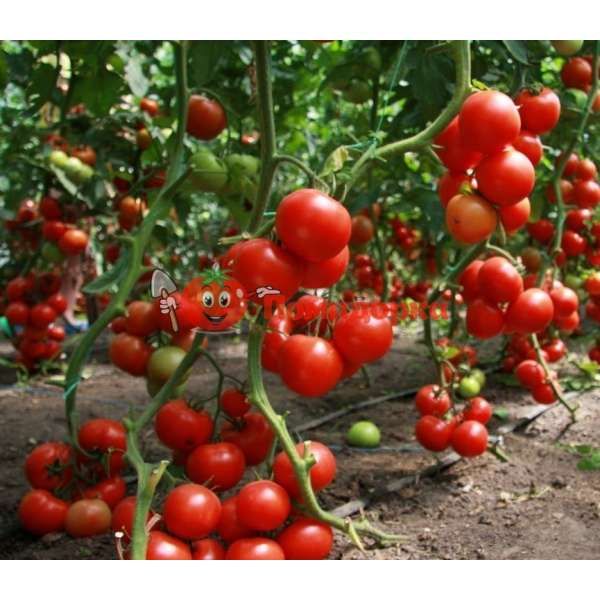 Томат ХИТОМАКС F1 | HITOMAX F1 Kitano, Фасовка - 100 семян