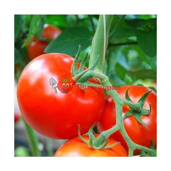 Томат КЛАРАБЕЛЛА F1 | CLARABELLA F1 Rijk Zwaan, Фасовка - 1000 семян