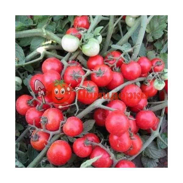 Томат КОНОРИ F1 | KONORI F1 Kitano, Фасовка - 1000 семян