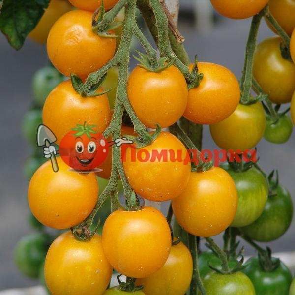 Томат KS 1549 F1 | KS 1549 F1 Kitano, Фасовка - 100 семян