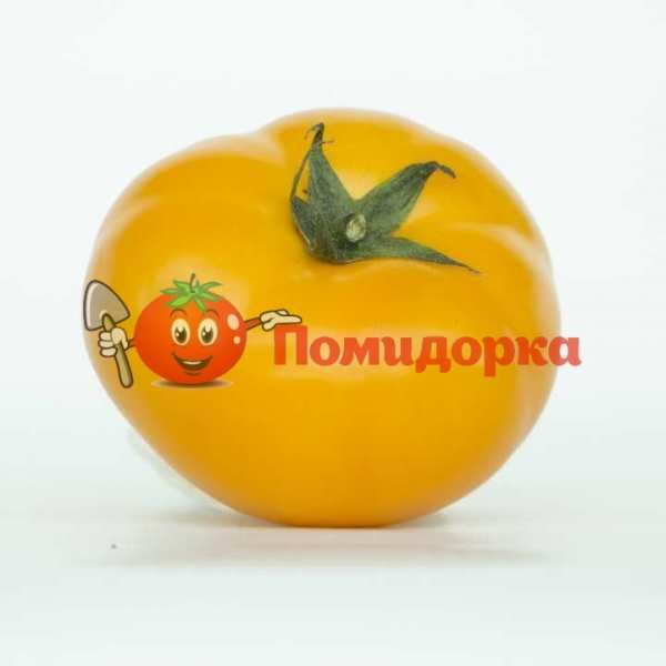 Томат НУКСИ (KS 17) F1 | NUKSI F1 Kitano, Фасовка - 500 семян