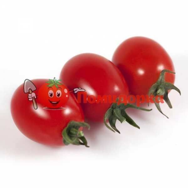 Томат KS 3640 F1 | KS 3640 F1 Kitano, Фасовка - 250 семян