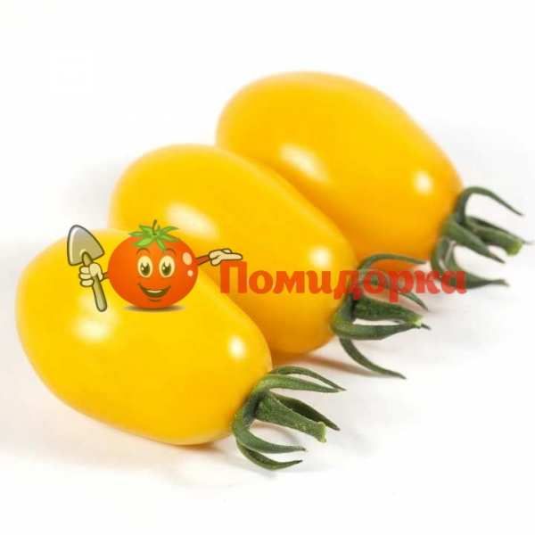 Томат KS 3690 F1 | KS 3690 F1Kitano, Фасовка - 250 семян