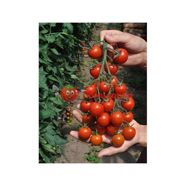 Томат KS 4559 F1 | KS 4559 F1 Kitano, Фасовка - 100 семян