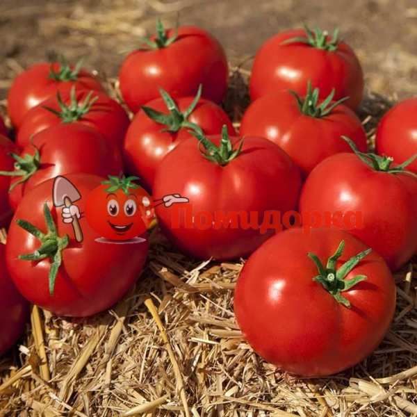 Томат КАМИ (KS 898) F1 | KAMI F1 Kitano, Фасовка - 500 семян