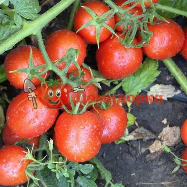 Томат KS 910 F1 | KS 910 F1 Kitano, Фасовка - 1000 семян