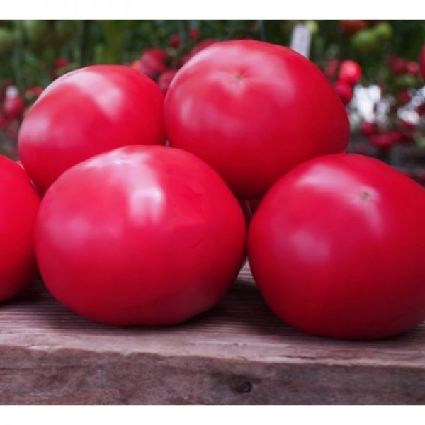 Томат Макан F1 | Macan F1 Clause, Фасовка - 250 семян