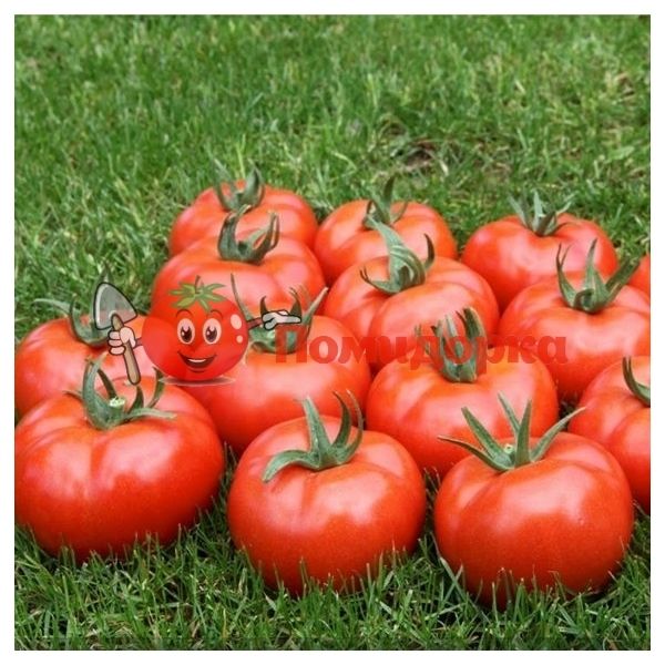 Томат МАРМАРА F1 | MARMARA F1 Yuksel, Фасовка - 1000 семян