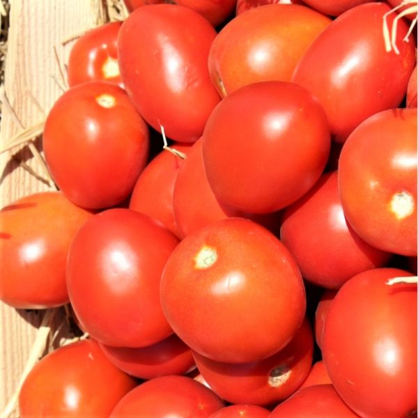 Томат НАМИБ F1 | NAMIB F1 Syngenta, Фасовка - 1000 семян