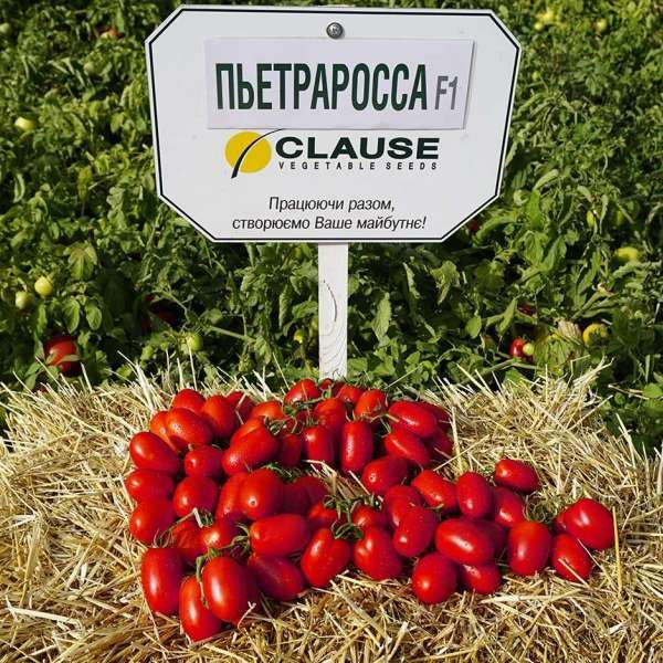 Томат Пьетра Росса F1 | Petra Rossa F1 Clause, Фасовка - 1000 семян