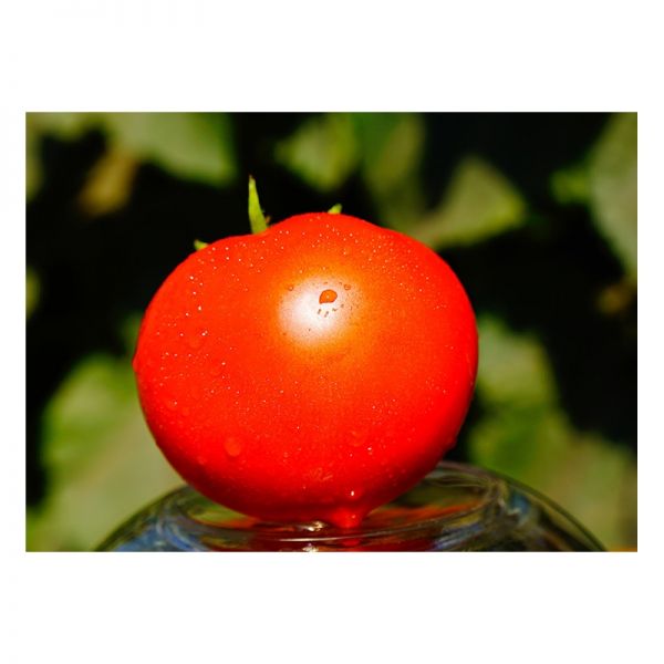 Томат Рихам F1 | Rixam F1 Clause, Фасовка - 1000 семян