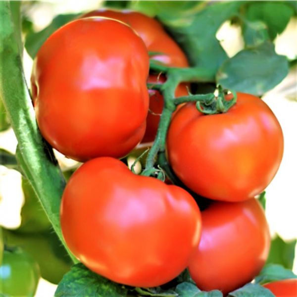 Томат САГАТАН F1 | SAGATAN F1 Syngenta, Фасовка - 2500 семян