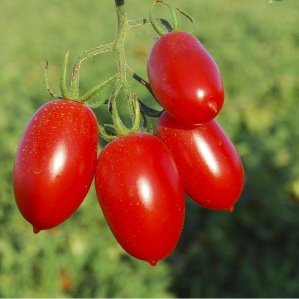 Томат САНМИНО F1 | SANMINO F1 Syngenta, Фасовка - 1000 семян