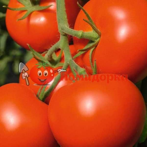 Томат ТОЙВО F1 | TOIVO F1 Bejo, Фасовка - 250 семян