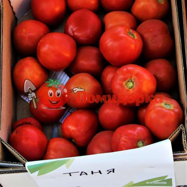 Томат ТАНЯ F1 | TANYA F1 Seminis, Фасовка - 1000 семян
