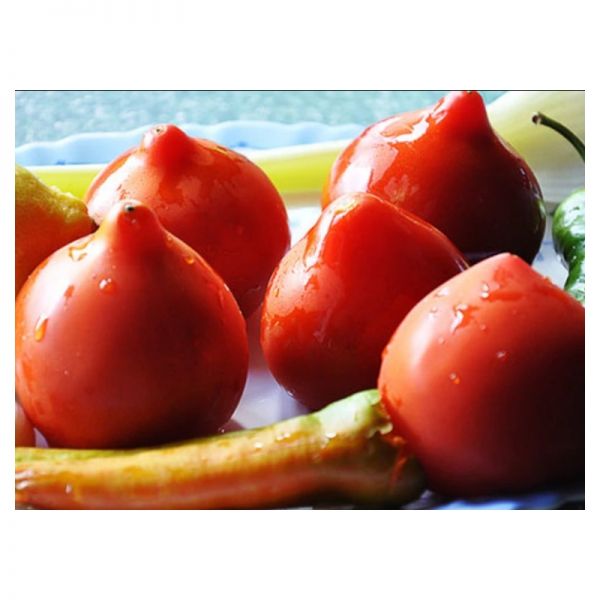 Томат Тапер F1 | Taper F1 Solare, Фасовка - 500 семян