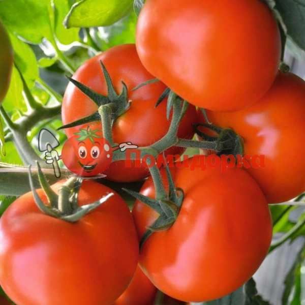 Томат ТОБОЛЬСК F1 | TOBOLSK F1 Bejo, Фасовка - 250 семян