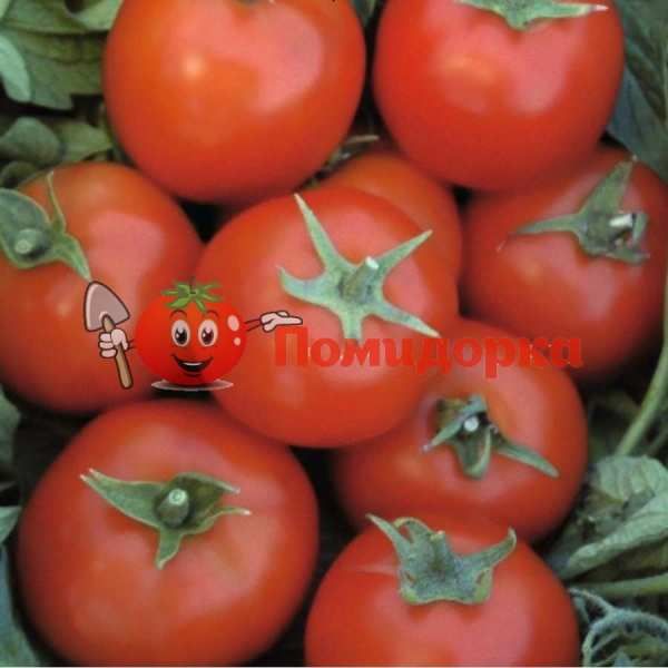 Томат ТОПСПОРТ F1 | TOPSPORT F1 Bejo, Фасовка - 5 грамм