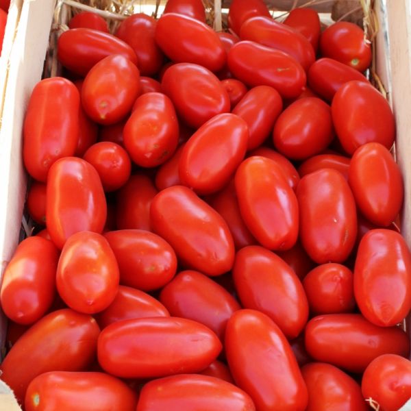 Томат УЛИССЕ F1 | ULISSE F1 Syngenta, Фасовка - 2500 семян