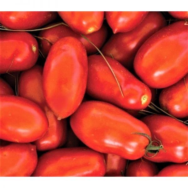 Томат УМЕКС F1 | UMEKS F1 Syngenta, Фасовка - 2500 семян