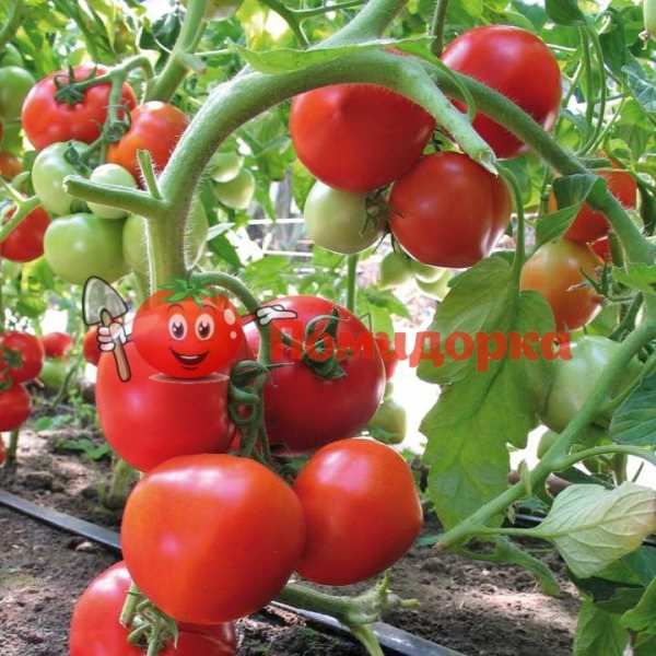 Томат ЯДВИГА F1 | AYDVIGA F1 Kitano, Фасовка - 100 семян