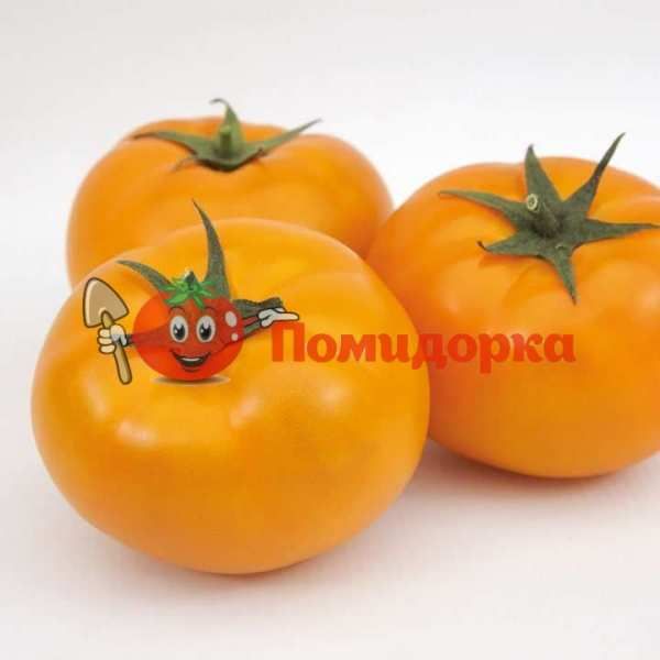 Томат ЯМАМОТО F1 | AYMAMOTO F1 Kitano, Фасовка - 100 семян