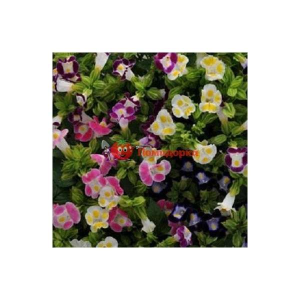 Торения Kauai Mixture Pan American 1000 шт