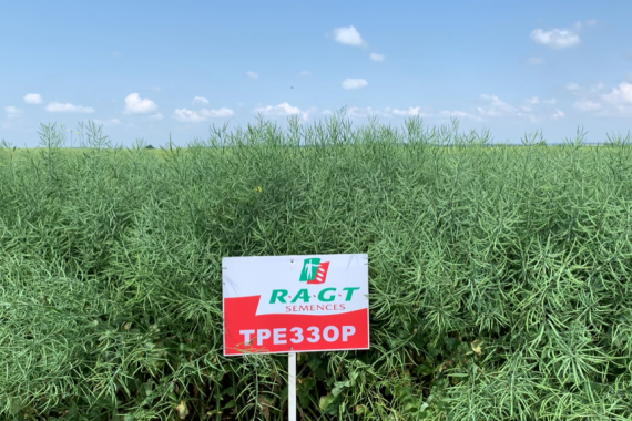  Насіння озимого ріпаку ТРЕЗЗОР