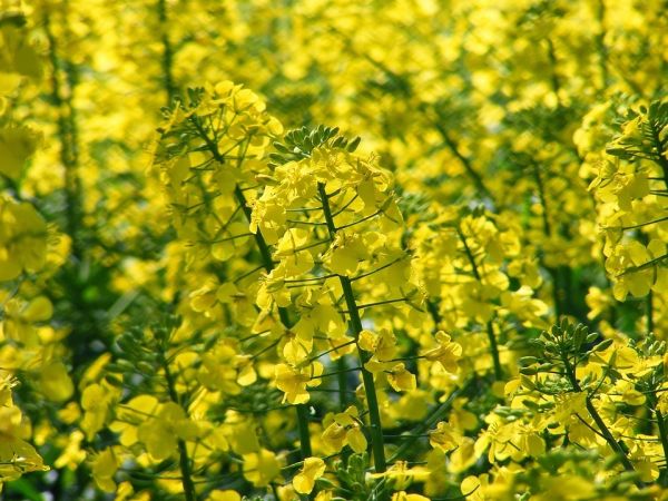 Семена озимого рапса ТУРЕ