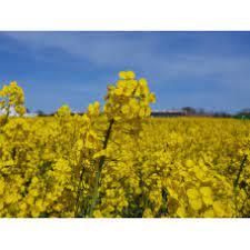 Семена озимого рапса Виолин 