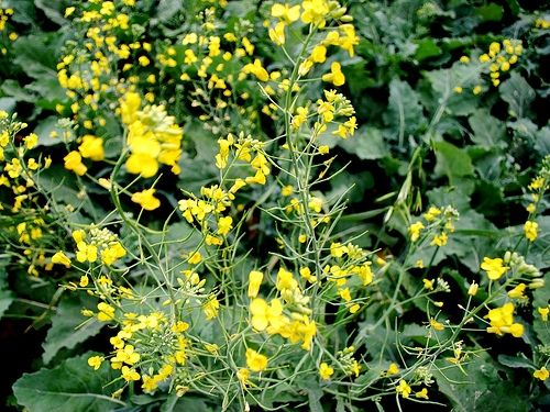 Семена озимого рапса Висби 